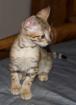 Wunderschöne Bengal und savannah Kitten ab sofort abzugeben